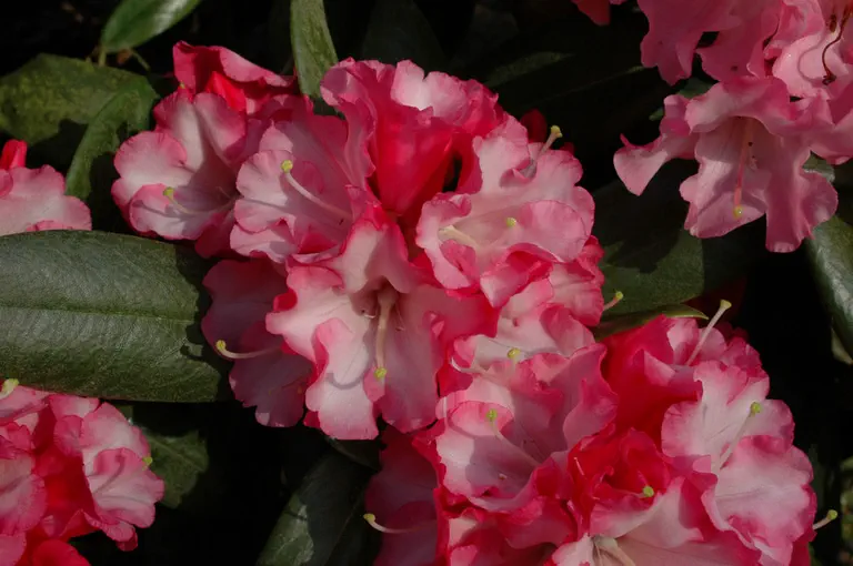 Photo of R. 'Pink Pinwheels', Rhododendron Hybrid