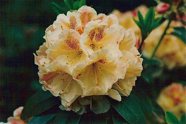Photo of R. 'Light Years', Rhododendron Hybrid