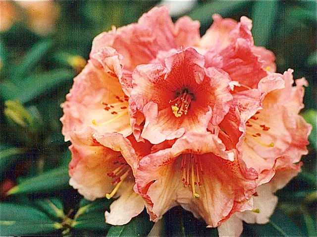 Photo of R. 'Sassy Orange', Rhododendron Hybrid