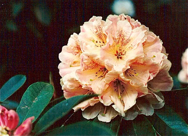 Photo of R. 'Palouse', Rhododendron Hybrid