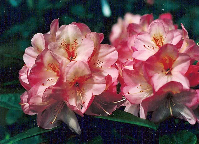 Photo of R. 'Tulare', Rhododendron Hybrid
