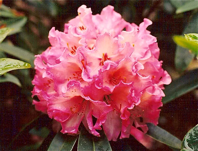 Photo of R. 'Sweet Dreams', Rhododendron Hybrid
