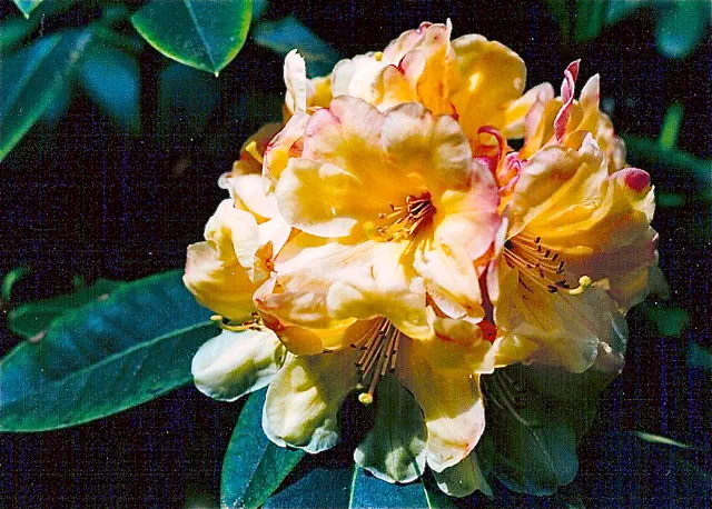 Photo of R. 'Gold Leaf', Rhododendron Hybrid