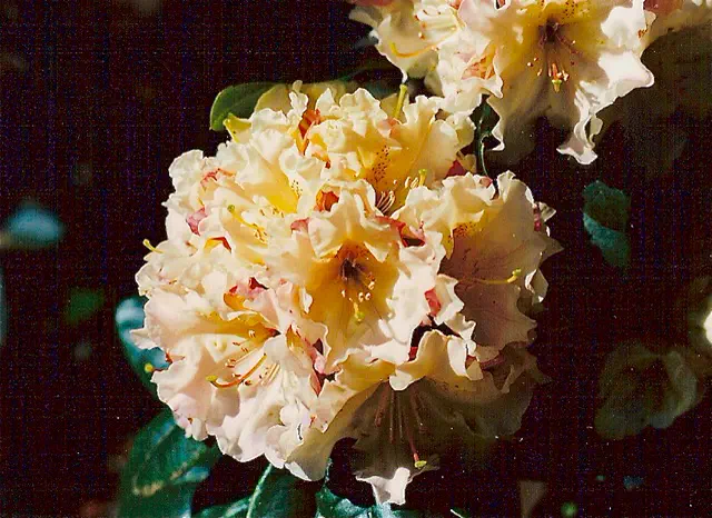 Photo of R. 'Calico Dancer', Rhododendron Hybrid