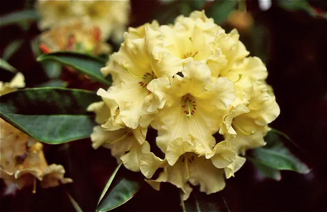 Photo of R. 'Karalee', Rhododendron Hybrid