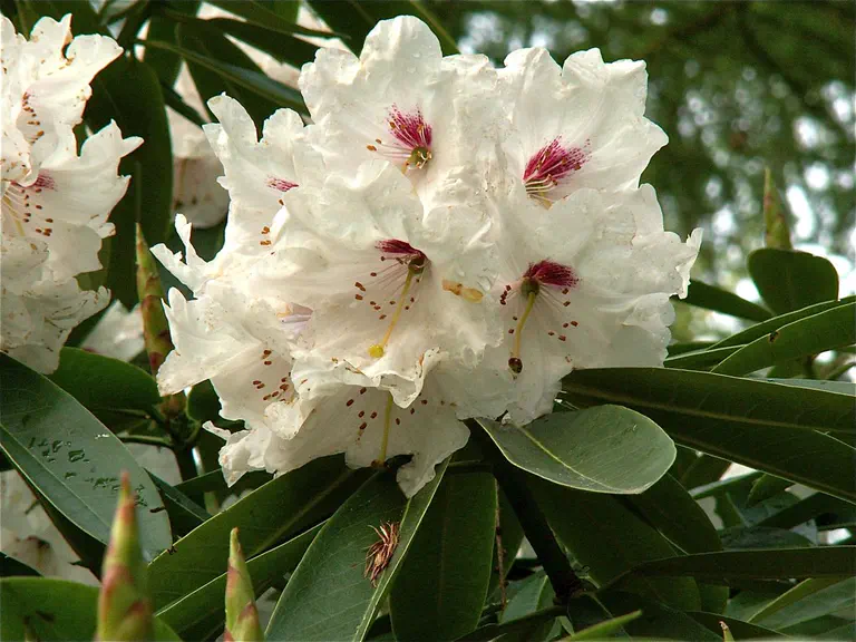Photo of R. 'Calfort', Rhododendron Hybrid