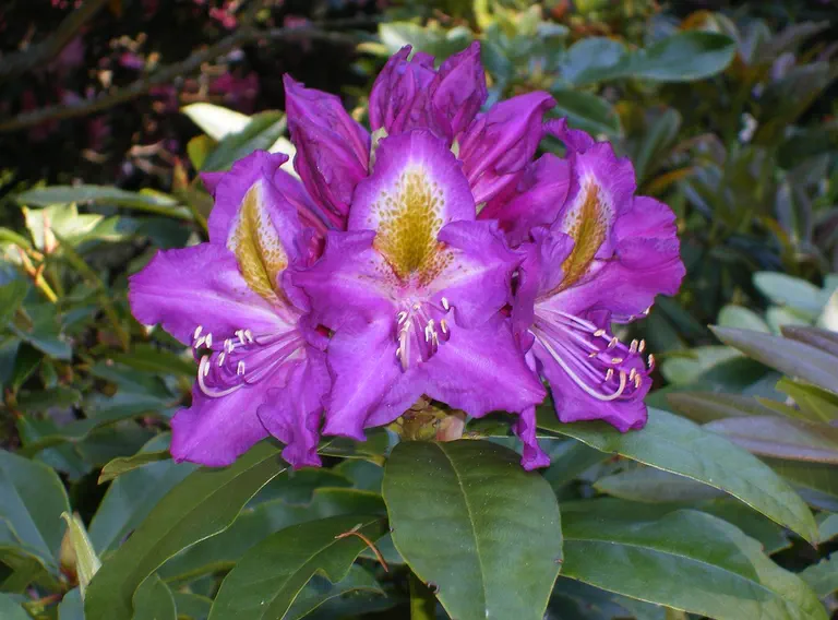 Photo of R. 'Blue Hawaii', Rhododendron Hybrid