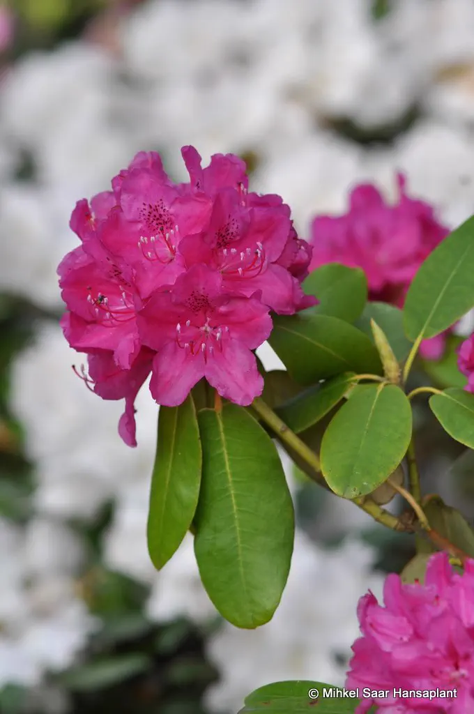 Photo of R. 'Abraham Lincoln', Rhododendron Hybrid