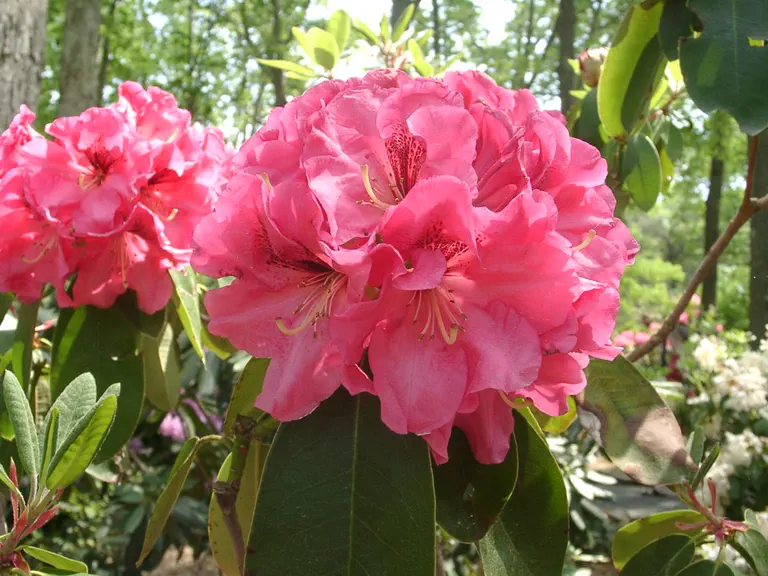 Photo of R. 'Accomac', Rhododendron Hybrid