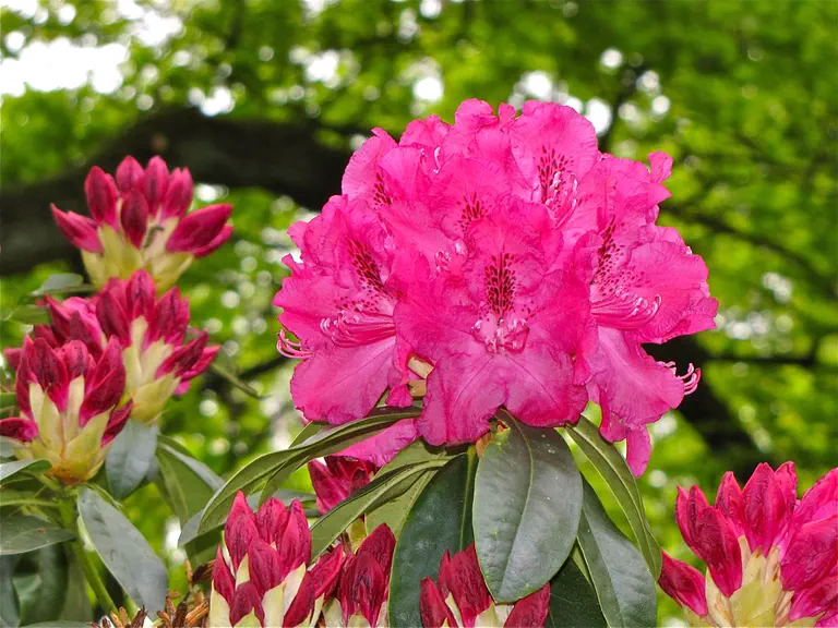 Photo of R. 'Adalbert', Rhododendron Hybrid