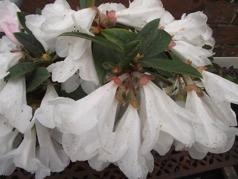 Photo of R. 'Tinkerbird', Rhododendron Hybrid
