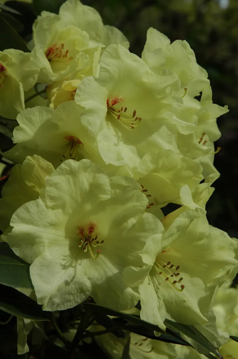 Photo of R. 'Ladies' Choice', Rhododendron Hybrid