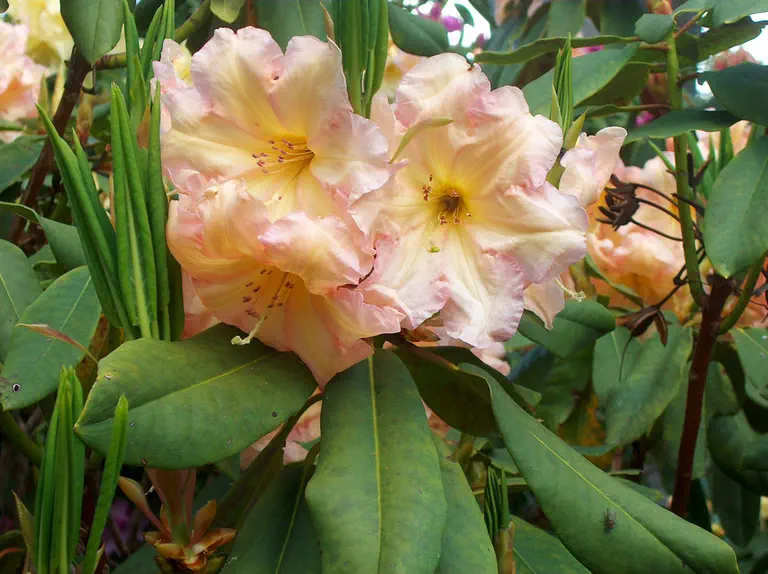 Photo of R. 'Fred Wynniatt', Rhododendron Hybrid