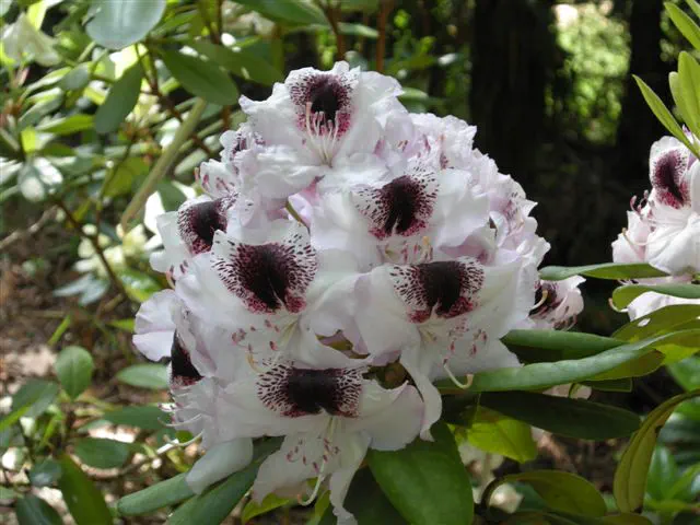 Photo of R. 'Abe Arnott x Calsap', Rhododendron Hybrid
