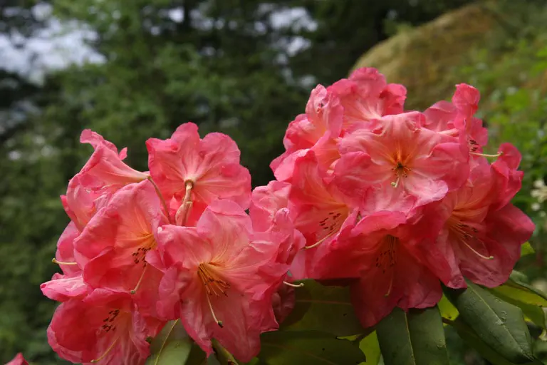 Photo of R. 'Exotic', Rhododendron Hybrid