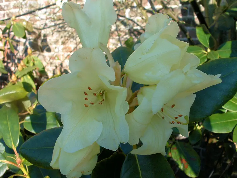 Photo of R. 'Damaris Group', Rhododendron Cultivar group