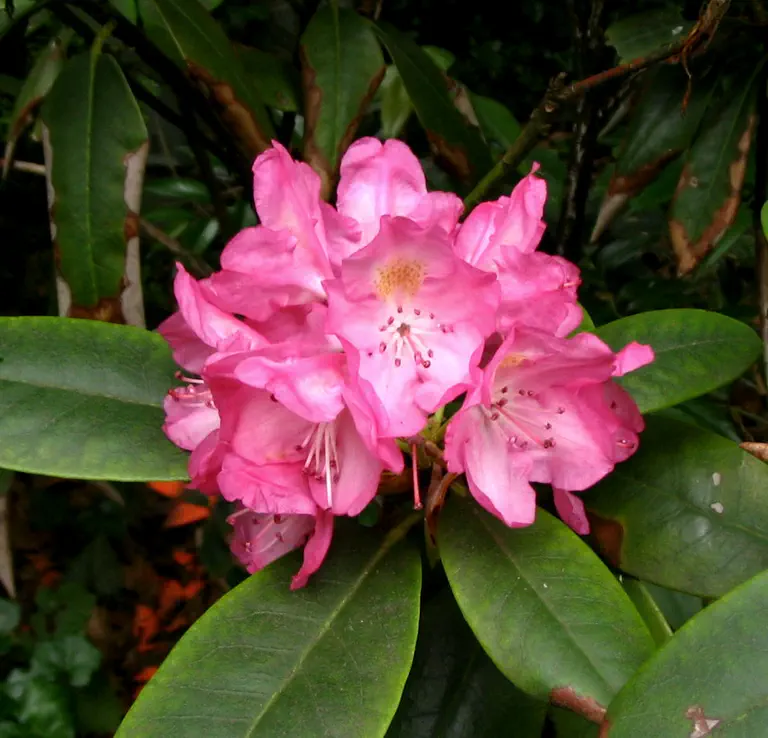 Photo of R. 'Stinger', Rhododendron Hybrid