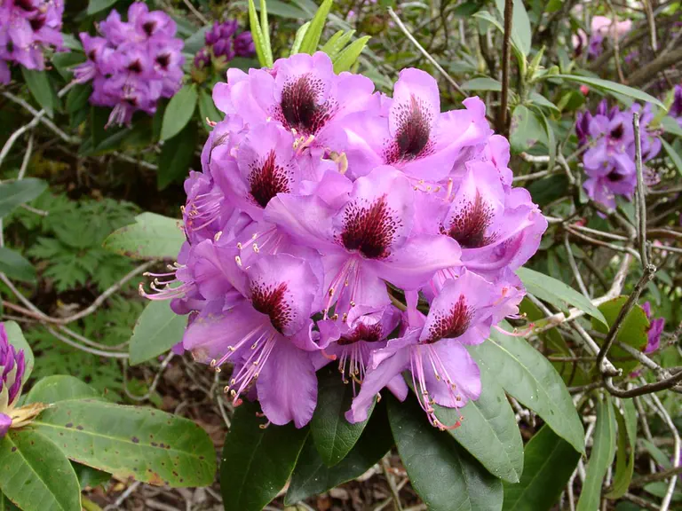Photo of R. 'Bumblebee', Rhododendron Hybrid
