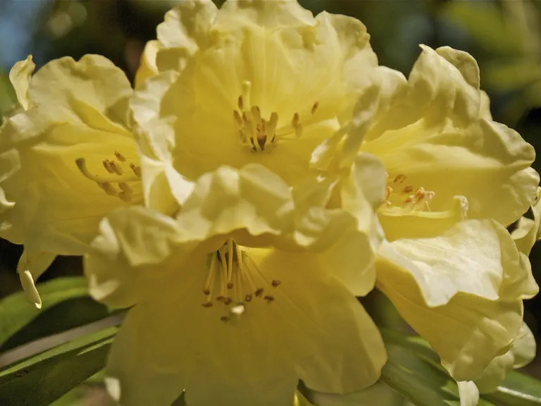 Photo of R. 'Bud's Yellow', Rhododendron Hybrid