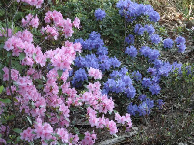 Photo of R. 'Little Creature', Rhododendron Hybrid