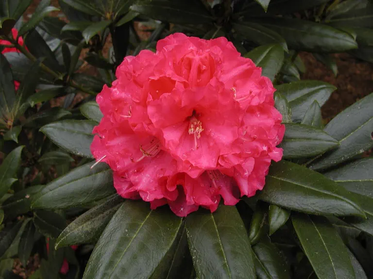 Photo of R. 'Rosalie Hall', Rhododendron Hybrid