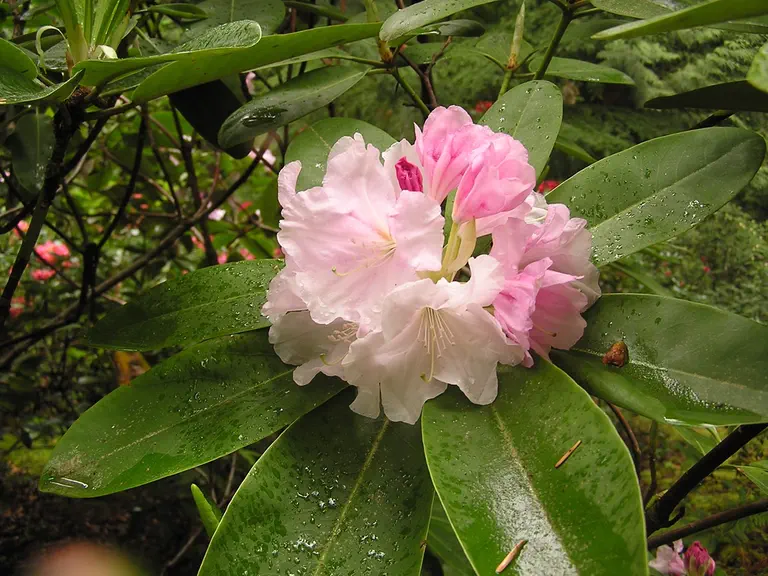 Photo of R. 'Nepal', Rhododendron Hybrid