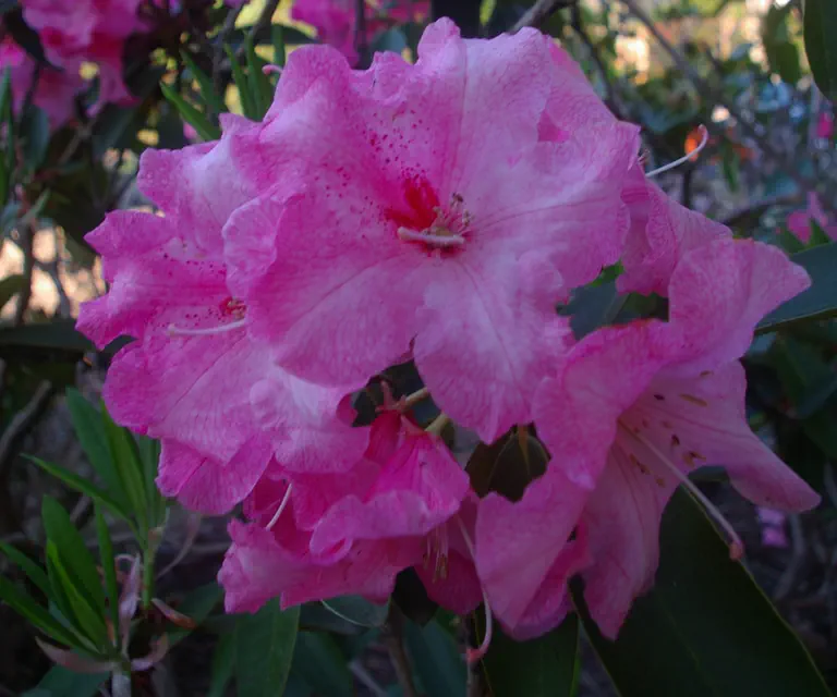 Photo of R. 'Douglas R. Stephens', Rhododendron Hybrid