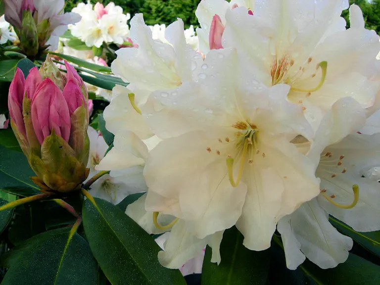 Photo of R. 'Pauline Bralit', Rhododendron Hybrid