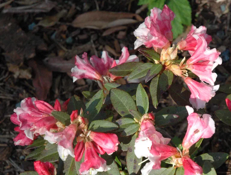 Photo of R. 'Too Bee', Rhododendron Hybrid