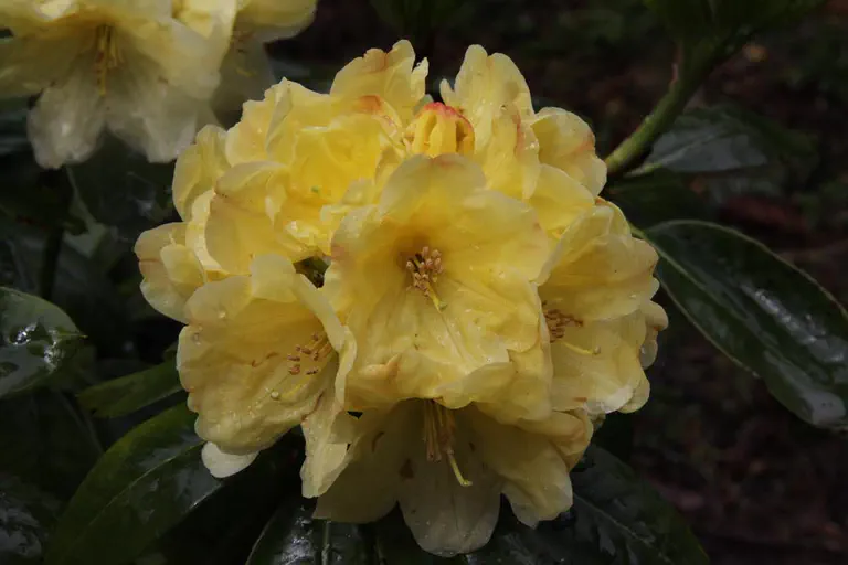 Photo of R. 'Top Banana', Rhododendron Hybrid