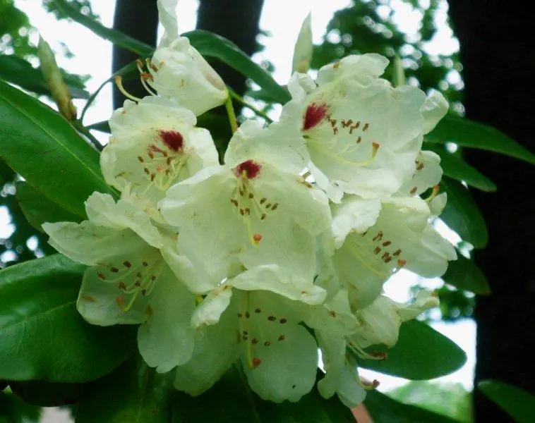 Photo of R. 'Luxor', Rhododendron Hybrid