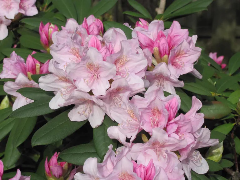 Photo of R. 'Bretonne', Rhododendron Hybrid