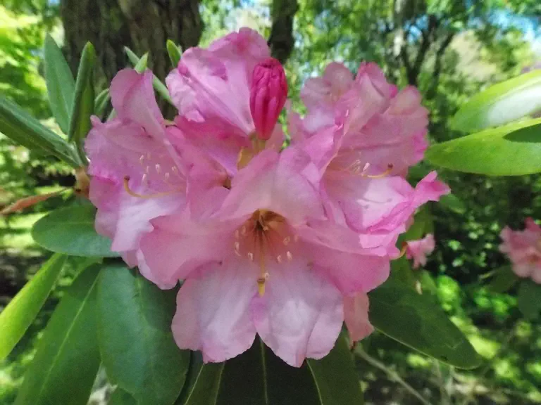 Photo of R. 'Brewster', Rhododendron Hybrid