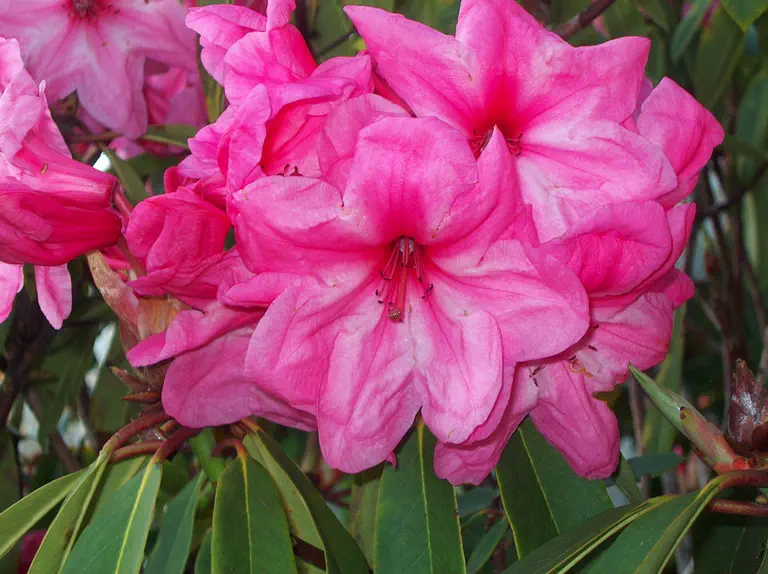 Photo of R. 'Brianna', Rhododendron Hybrid