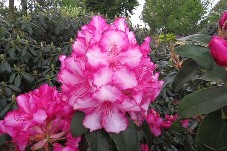 Photo of R. 'Topsvoort Pearl', Rhododendron Hybrid