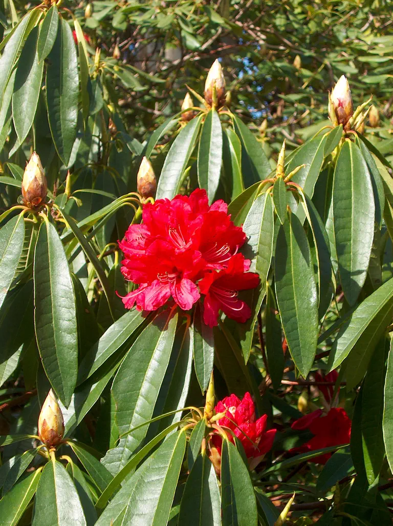 Photo of R. 'Cavalier Group', Rhododendron Cultivar group