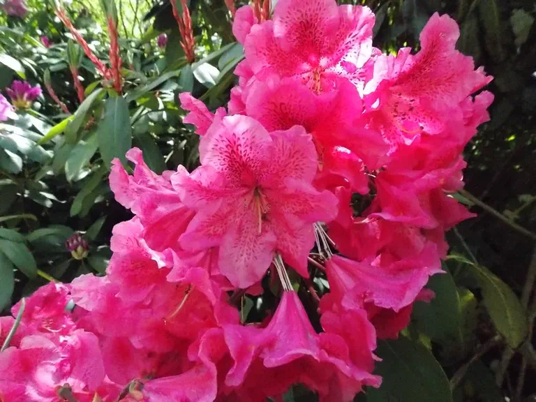 Photo of R. 'Dorothy Russell', Rhododendron Hybrid