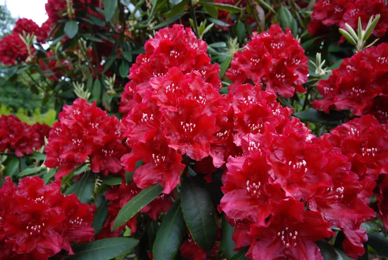 Photo of R. 'Torero', Rhododendron Hybrid