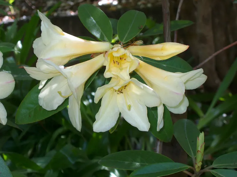 Photo of R. 'Barbara Jury', Rhododendron Hybrid