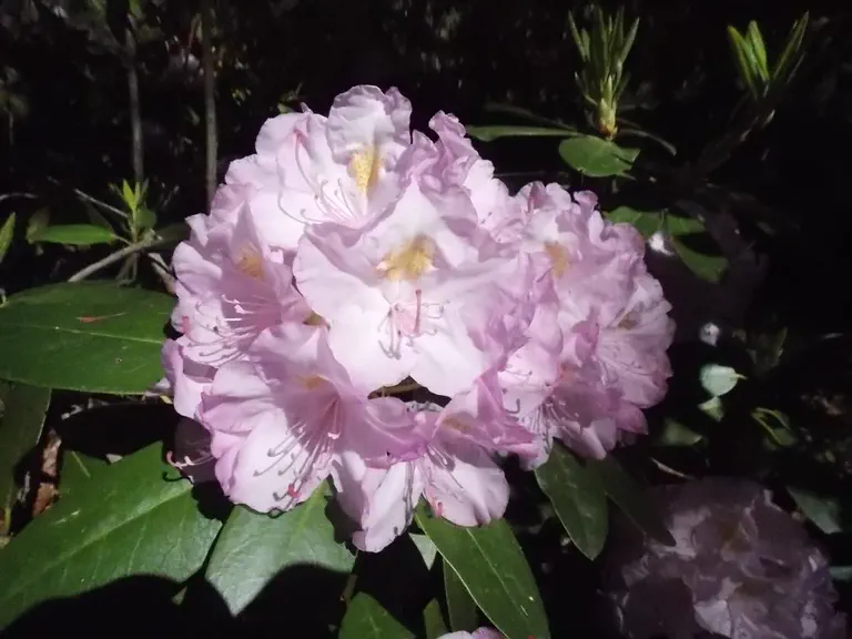 Photo of R. 'President Lincoln', Rhododendron Hybrid