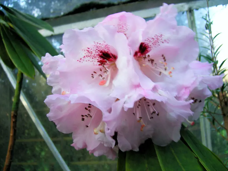 Photo of R. 'Robin Hood Group', Rhododendron Cultivar group