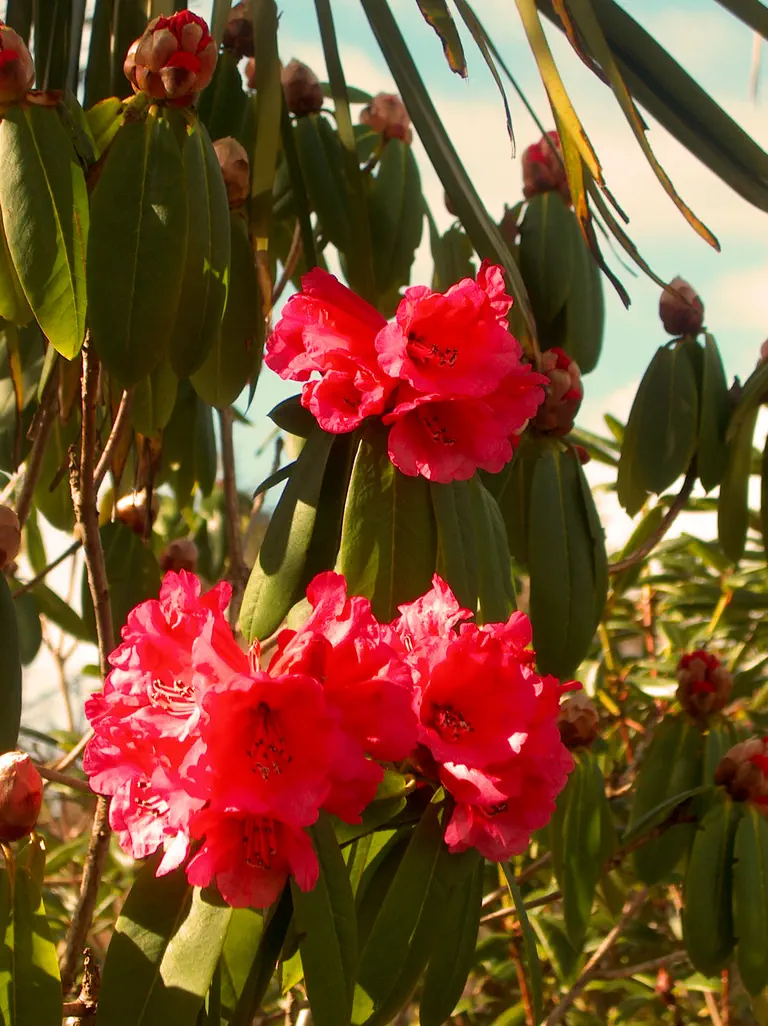 Photo of R. 'Promise of Spring', Rhododendron Hybrid