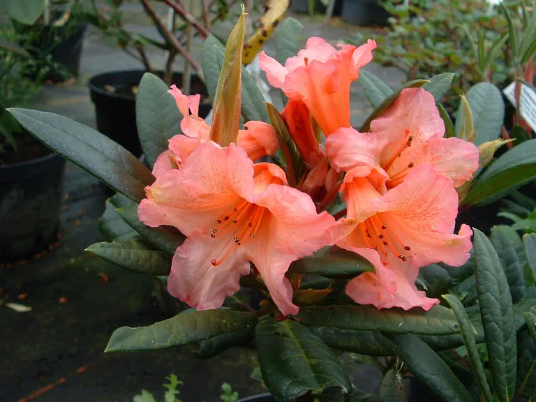Photo of R. 'Tortoiseshell Salome', Rhododendron Hybrid