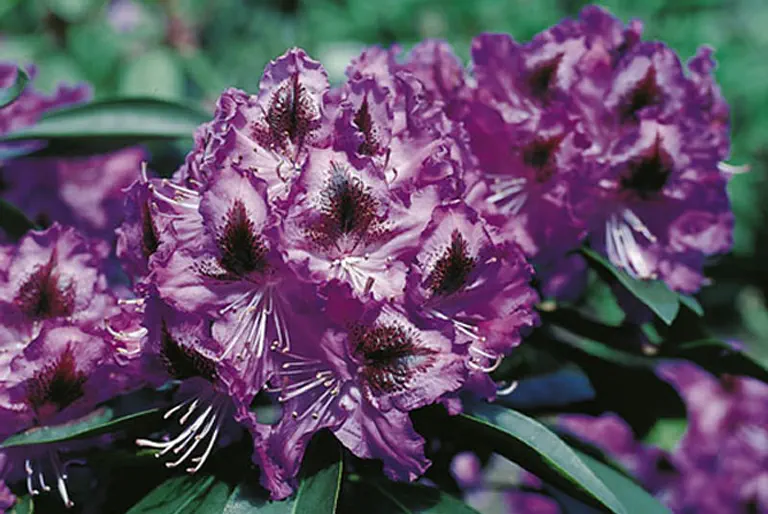 Photo of R. 'Ronkonkoma', Rhododendron Hybrid