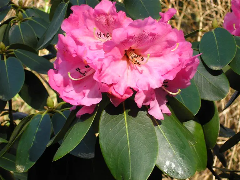 Photo of R. 'Rosalind', Rhododendron Hybrid