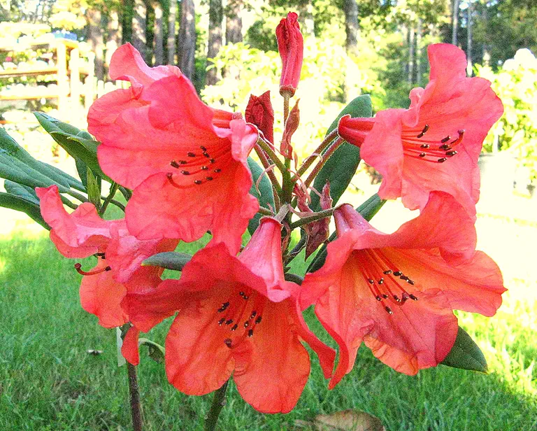 Photo of R. 'Tortoiseshell Wonder', Rhododendron Hybrid