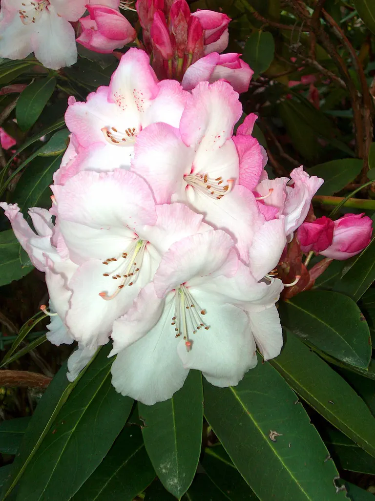 Photo of R. 'Elizabeth Titcomb', Rhododendron Hybrid