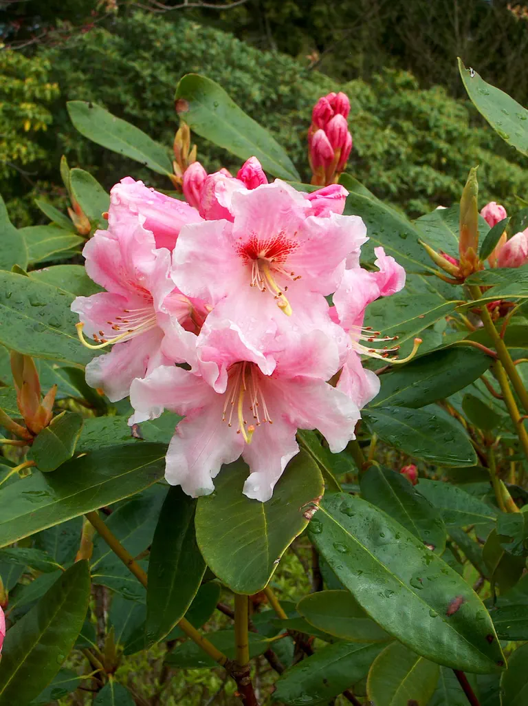 Photo of R. 'Buchanan Simpson', Rhododendron Hybrid
