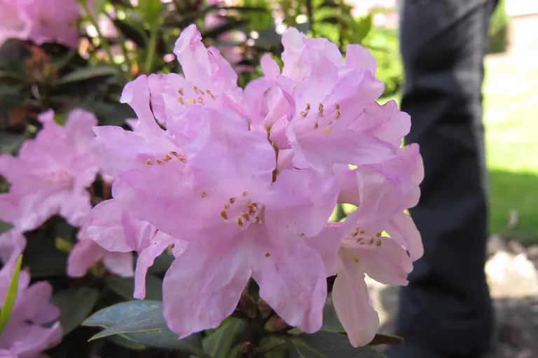 Photo of R. 'Tottenham', Rhododendron Hybrid