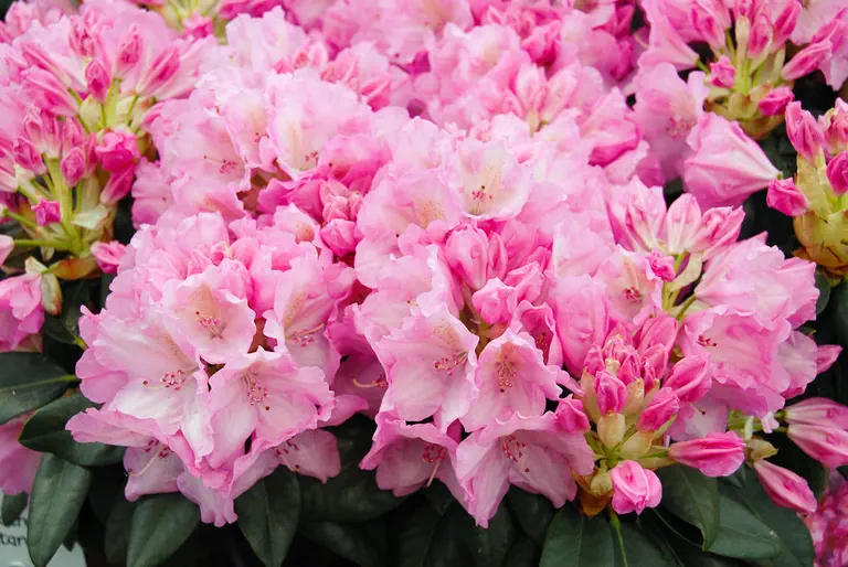 Photo of R. 'Frentano', Rhododendron Hybrid